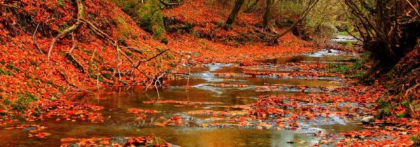 秋季看红叶戴什么帽子