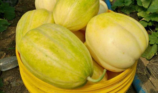 缓解疲劳消暑的水果