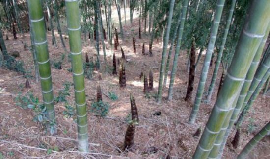 竹笋需要用热水烫吗