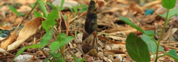 竹笋需要用热水烫吗