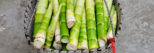 竹笋为什么煮后变黄