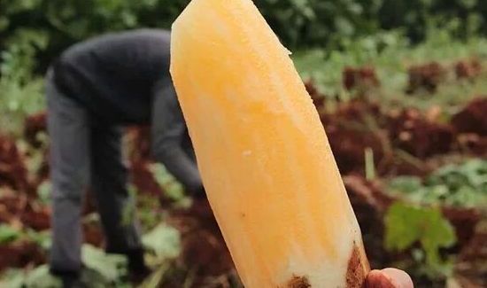 雪莲果为什么会裂开