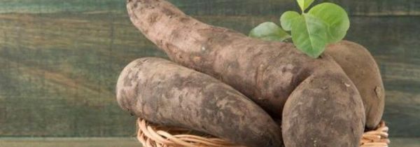 雪莲果为什么会裂开