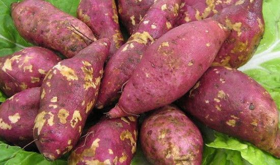 红薯怎么保存不会发芽