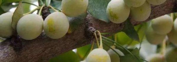 白果外面青皮怎么去掉