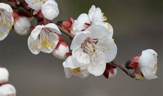 白梅花的禁忌