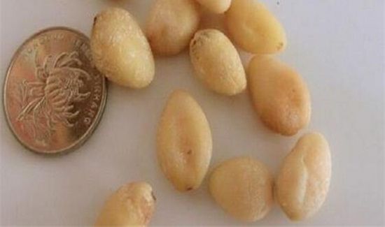 白果外面青皮怎么去掉