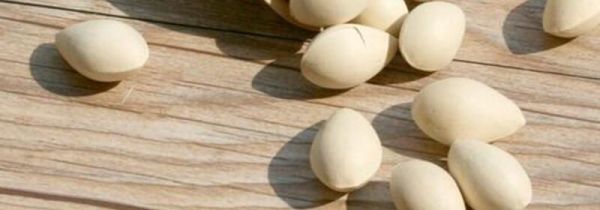 白果和银杏果一样吗