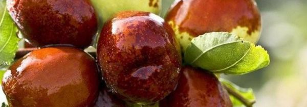 新鲜枣不能和什么一起吃