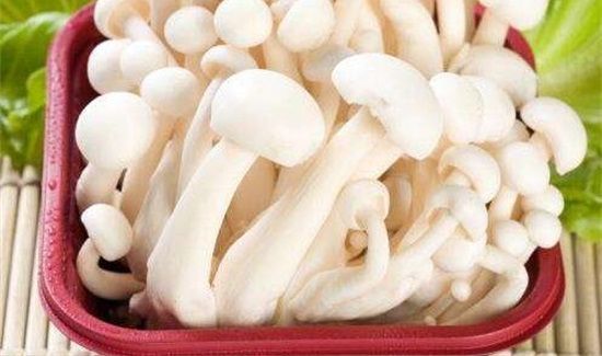 白玉菇炒完苦还能吃吗