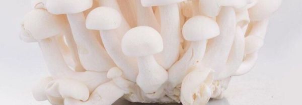 白玉菇炒完苦还能吃吗