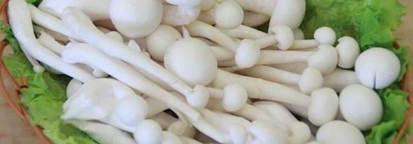 白雪菇的禁忌