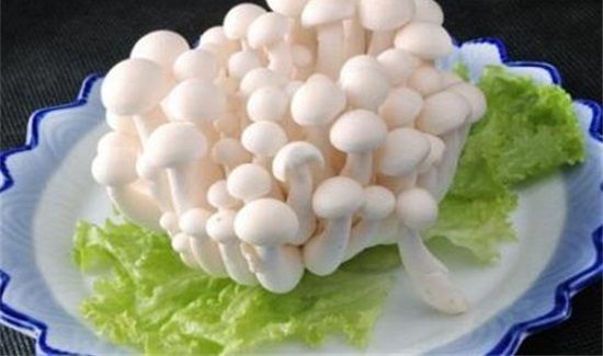 白雪菇的禁忌