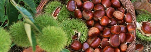 板栗磨成粉需要晒干吗