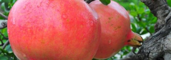 石榴跟螃蟹可以一起吃吗