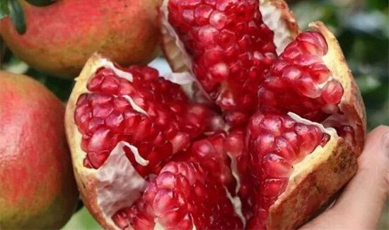 石榴跟螃蟹可以一起吃吗