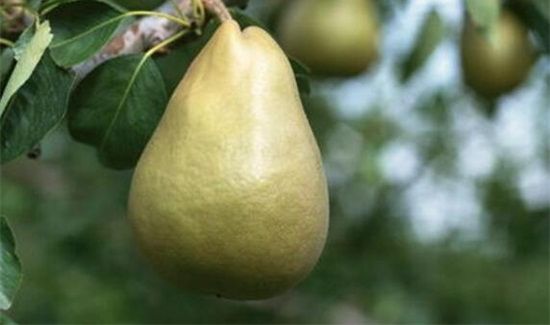 石榴和梨子能一起吃吗