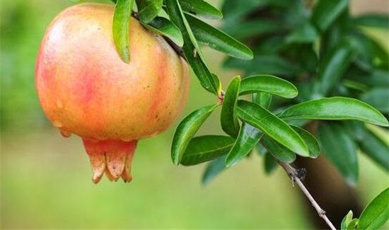 石榴和梨子能一起吃吗