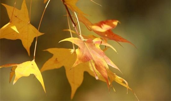 秋天季节的特点