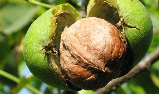 核桃胶可以天天吃吗