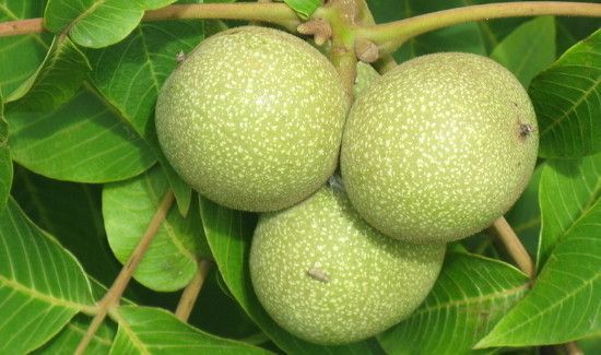 核桃胶可以天天吃吗