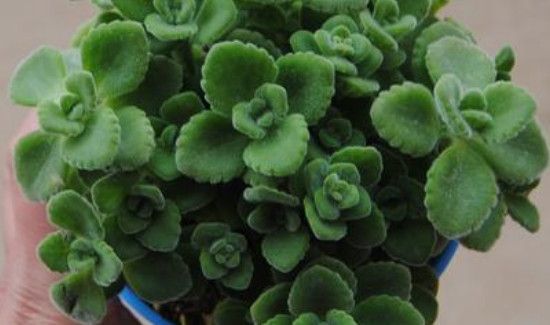 一抹香摆什么地方聚财