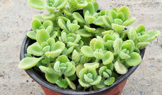 一抹香摆什么地方聚财