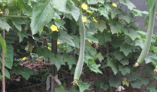 丝瓜和鸡蛋打汤可以吃吗