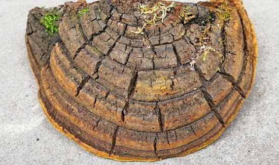 桑黄和灵芝的区别