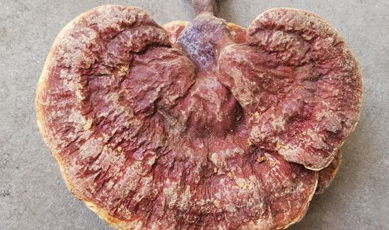 桑黄和灵芝的区别