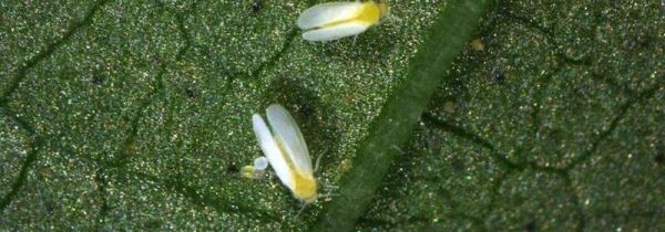 空气中的小白虫是什么东西