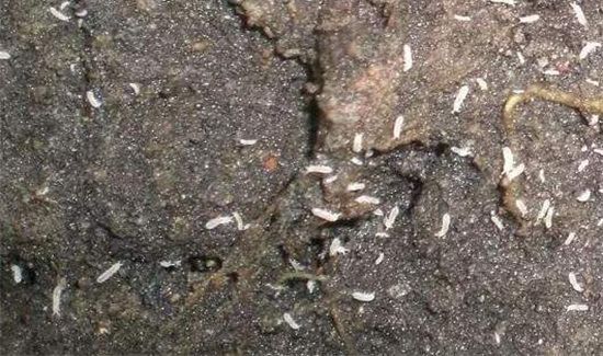 空气中的小白虫是什么东西