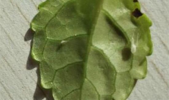 空气中的小白虫是什么东西