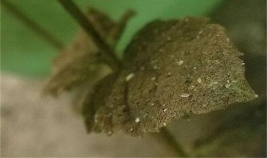 空气中飞的小白虫对人有危害吗