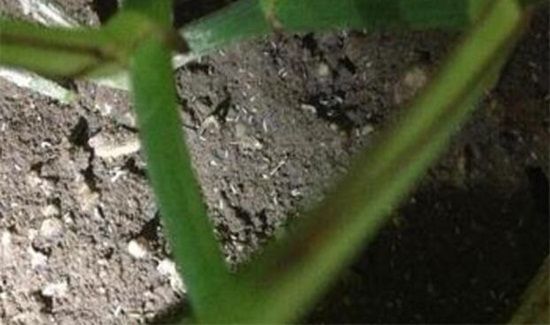 空气中飞的小白虫对人有危害吗