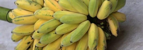 粉蕉的禁忌