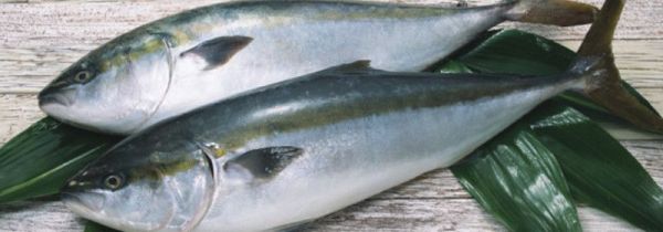 油甘鱼章红鱼怎么区分