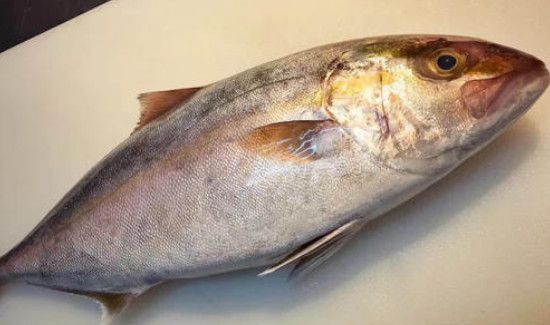 油甘鱼章红鱼怎么区分