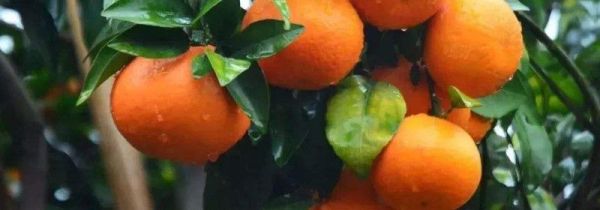 沃柑的功效与作用