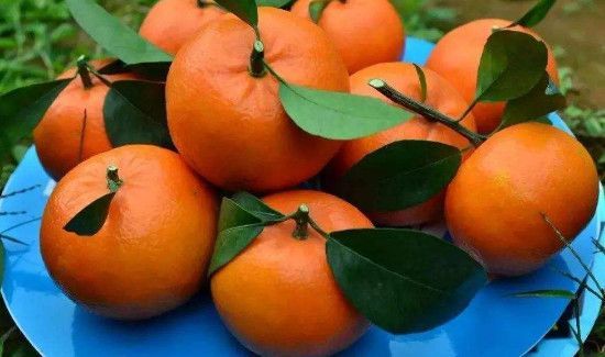 沃柑的功效与作用