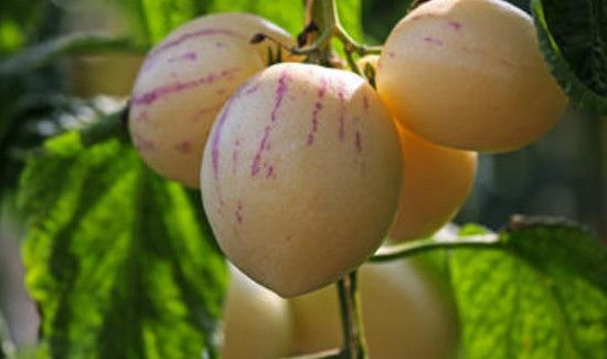 人参果需要放软再吃吗