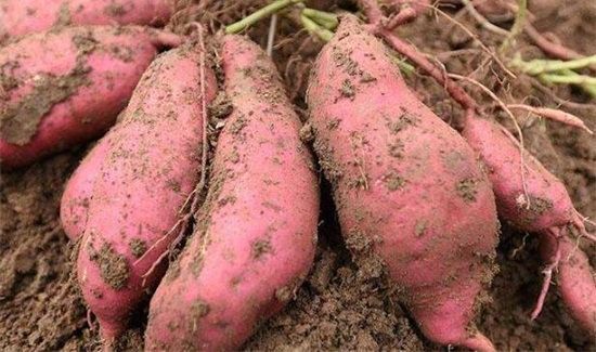 红薯牛奶鸡蛋能同吃吗