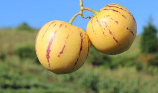 人参果需要放软再吃吗