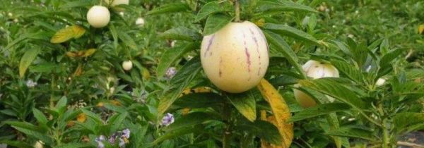 人参果的皮和芯能吃吗