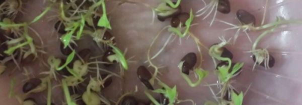 红豆芽可以吃吗