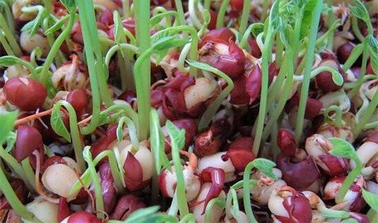 红豆芽可以吃吗