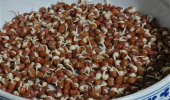 红豆芽可以吃吗