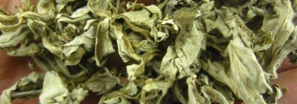 艾叶洗澡的禁忌