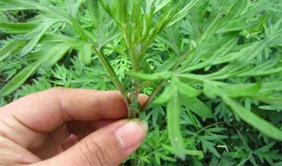 艾叶洗澡的禁忌