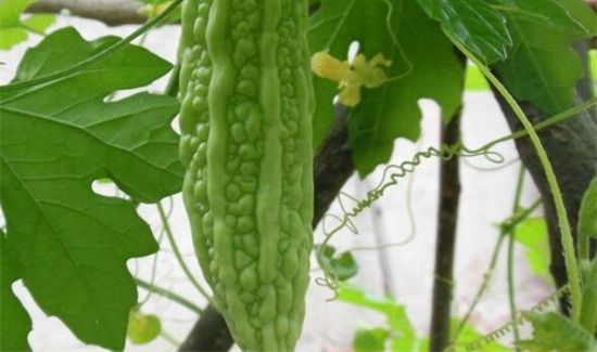 苦瓜禁忌搭配